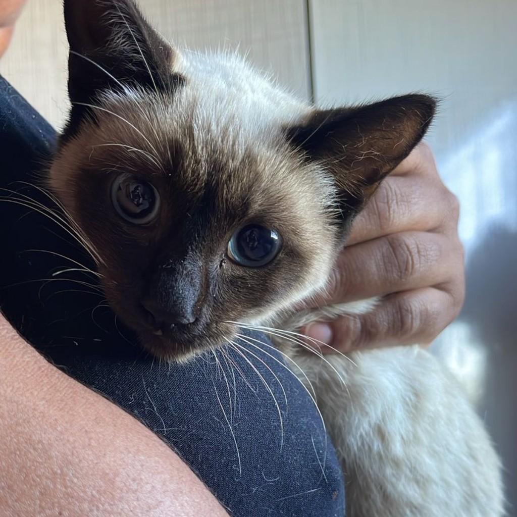Linda, gata de porte pequeno para adoção em Jundiaí - SP