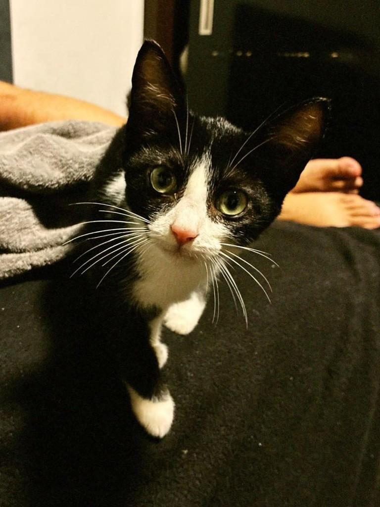 Guerreiro, gato de porte pequeno para adoção em Natal - RN