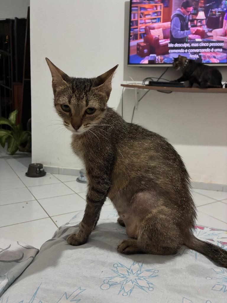 Valentina, gato de porte pequeno para adoção em Natal - RN