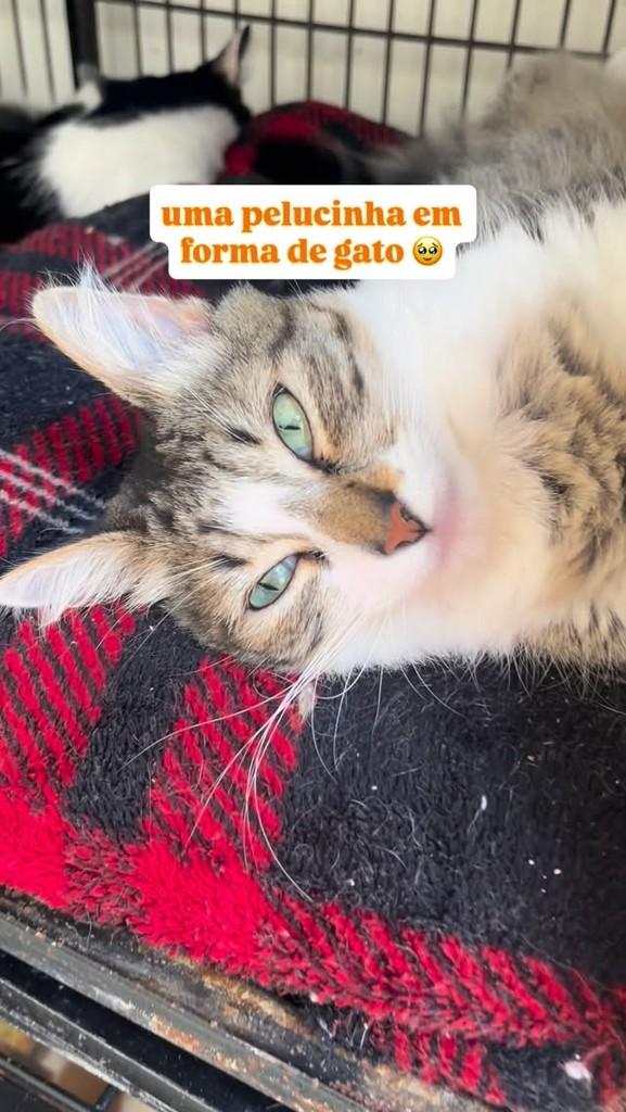 Kitkat, gata para adoção em São Paulo - SP