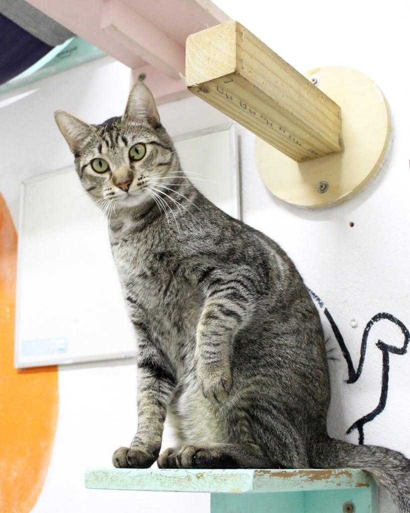 Atlas, gato de porte médio para adoção em São Paulo - SP