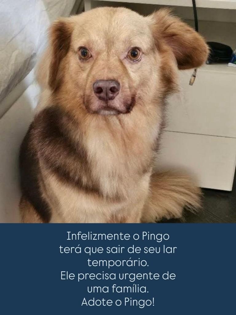 Pingo, cachorro de porte médio para adoção em São Paulo - SP