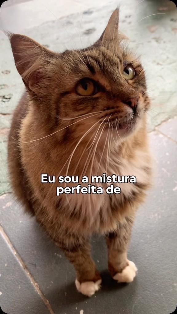 Missy, gata de porte médio para adoção em São Paulo - SP