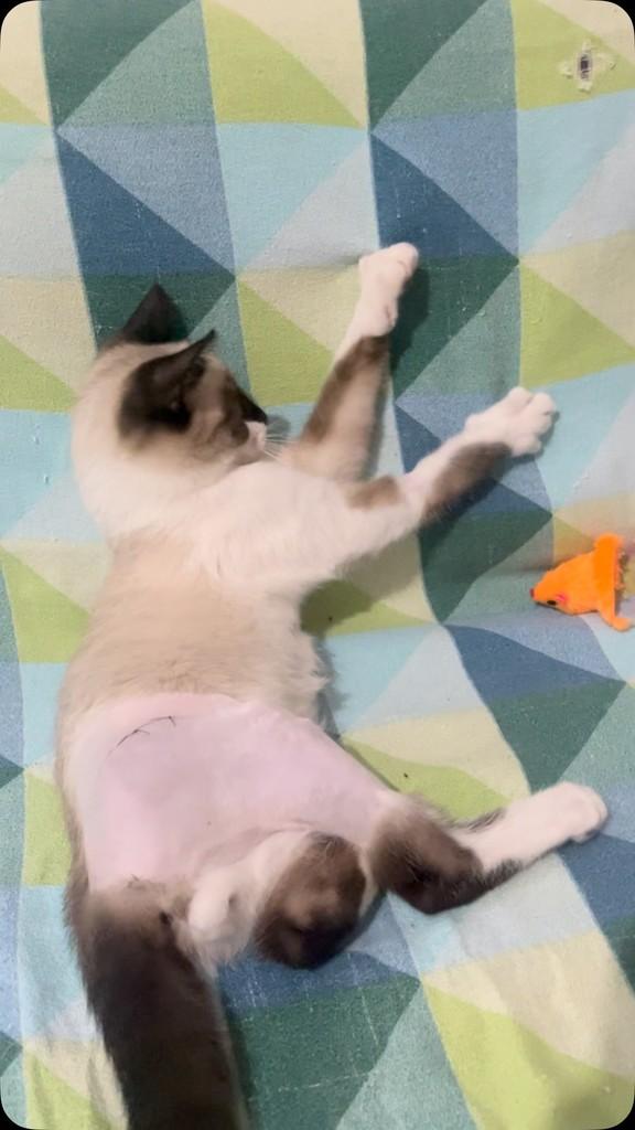 Pipo, gato de porte pequeno para adoção em São Paulo - SP