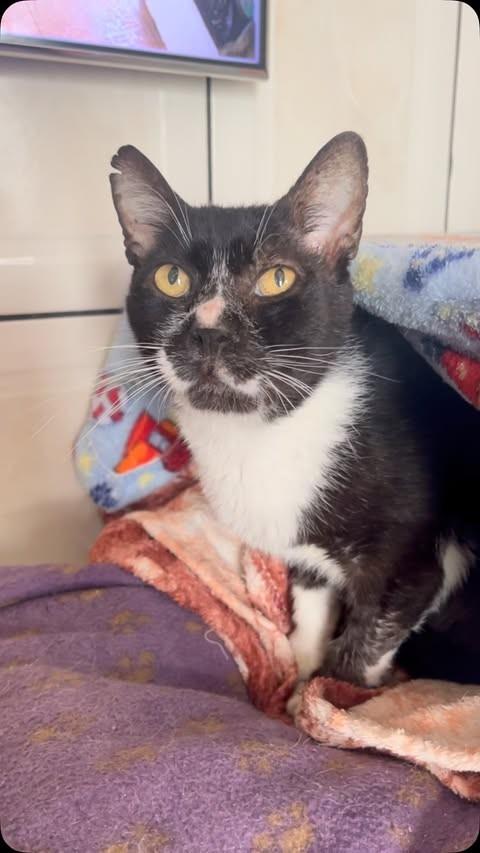 Pascoal, gato de porte médio para adoção em São Paulo - SP