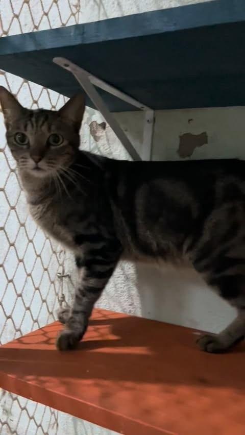 Cravo, gato de porte pequeno para adoção em São Paulo - SP