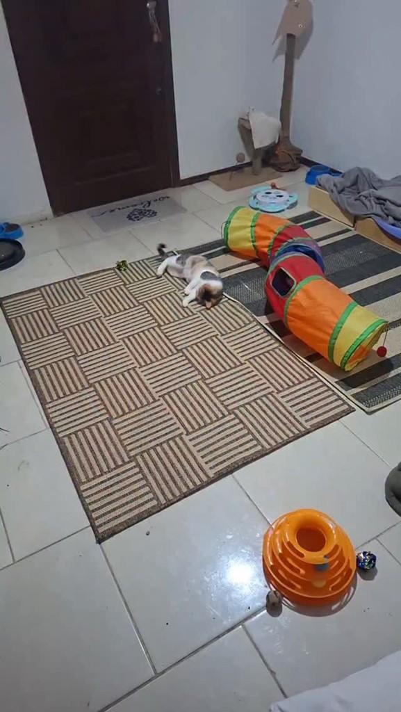 Madelene, gato de porte pequeno para adoção em Xangri-lá - RS