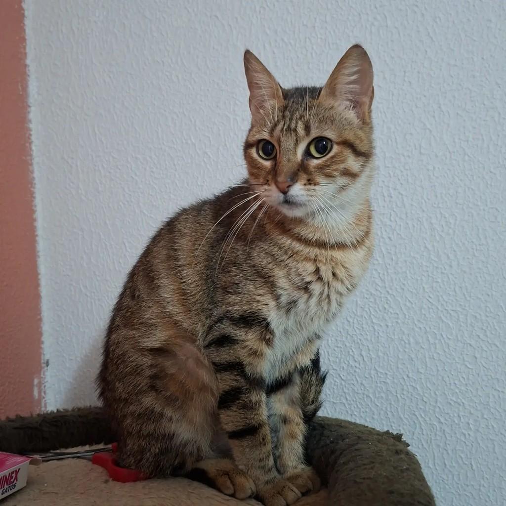 Lyla, gata de porte médio para adoção em Xangri-lá - RS
