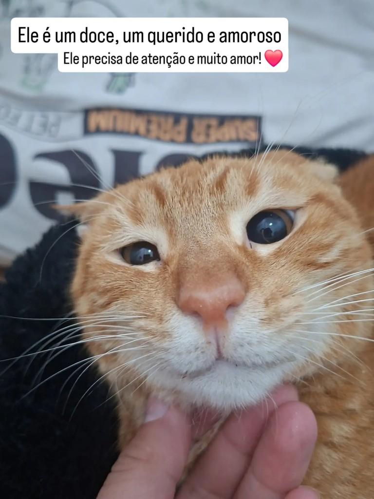 Leer, gato para adoção em Xangri-lá - RS