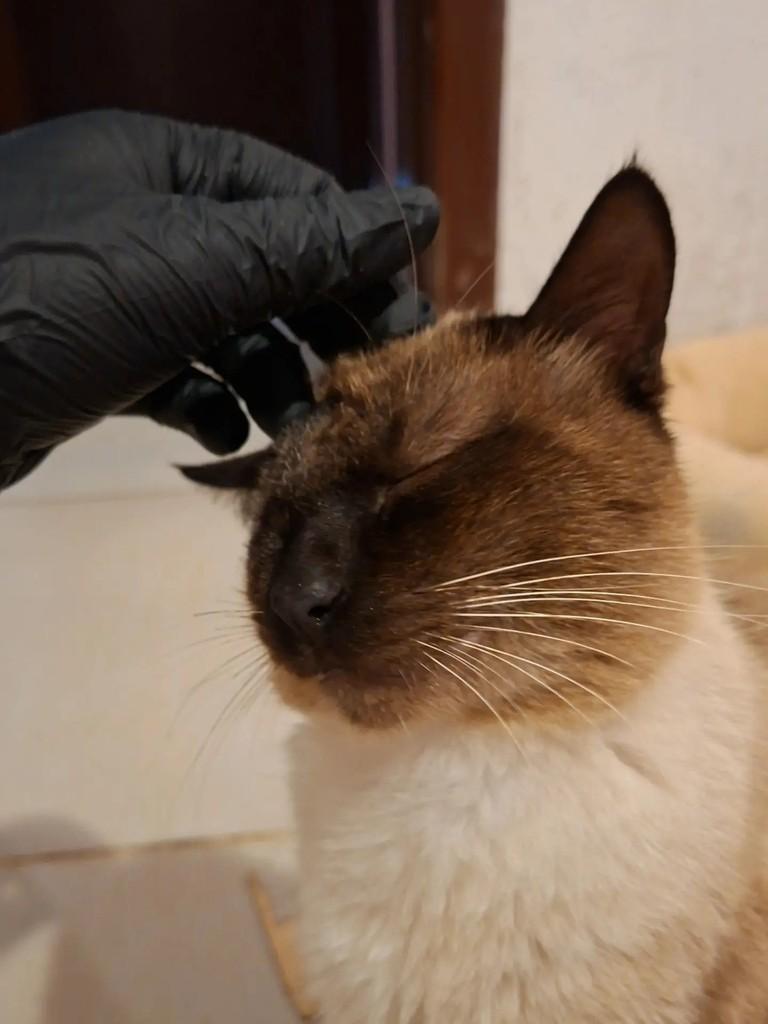 Mufasa, gato de porte médio para adoção em Xangri-lá - RS