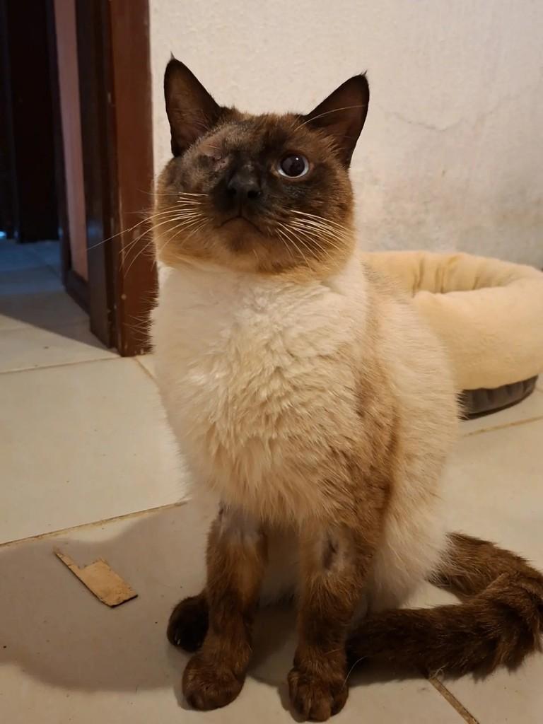 Mufasa, gato de porte médio para adoção em Xangri-lá - RS — foto 2 de 3