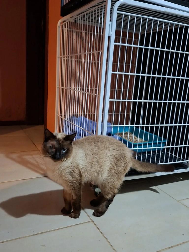 Mufasa, gato de porte médio para adoção em Xangri-lá - RS — foto 3 de 3