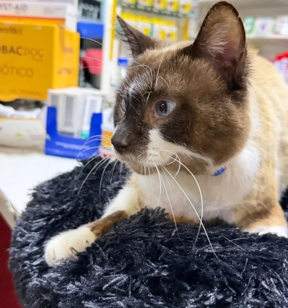 Gi, gata de porte pequeno para adoção em Xangri-lá - RS