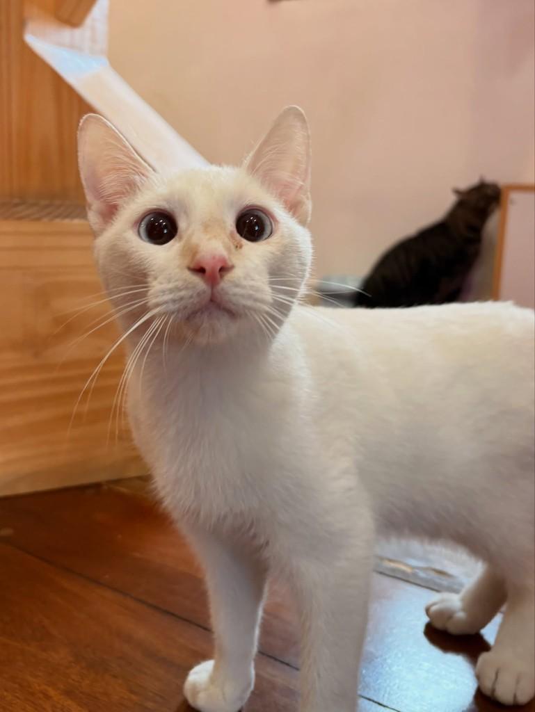 Jean-Claude, gato de porte pequeno para adoção em Rio de Janeiro - RJ