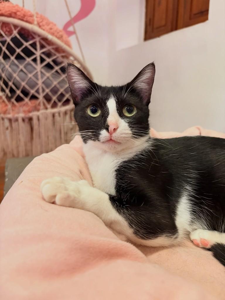 Marinara, gato para adoção em Rio de Janeiro - RJ