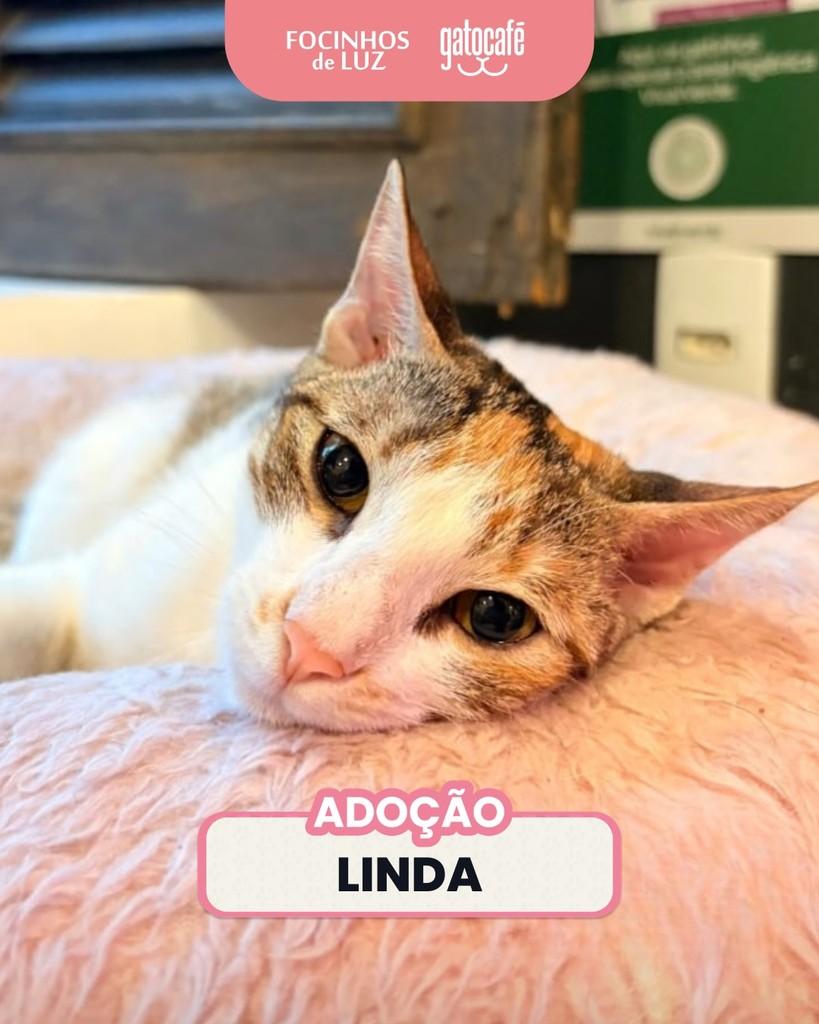Linda, gata para adoção em Rio de Janeiro - RJ