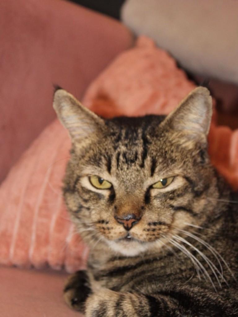 Norwood, gato de porte médio para adoção em Rio de Janeiro - RJ