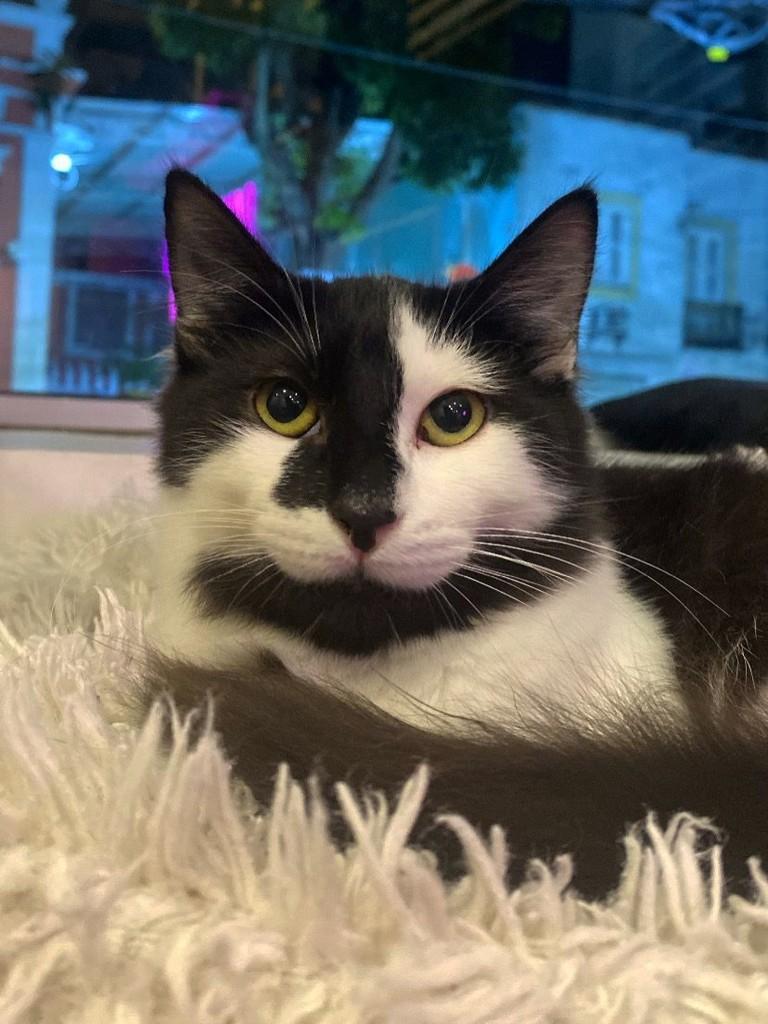 Ômicron, gato para adoção em Rio de Janeiro - RJ