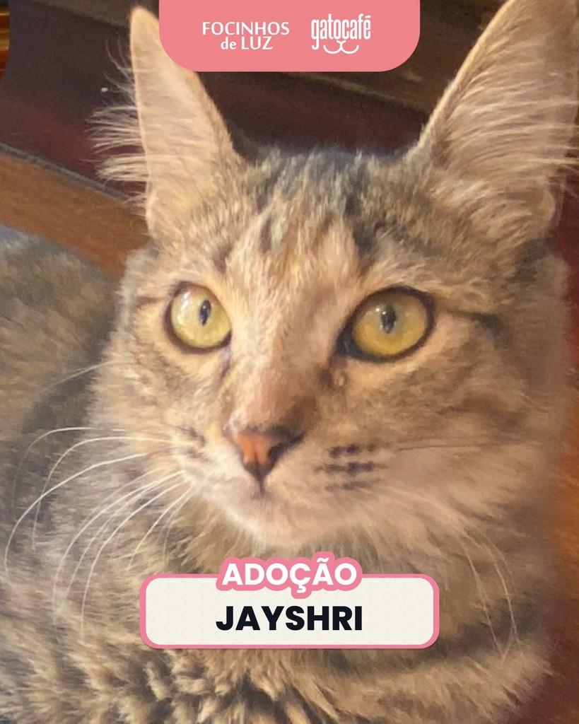 Jayshri, gata para adoção em Rio de Janeiro - RJ