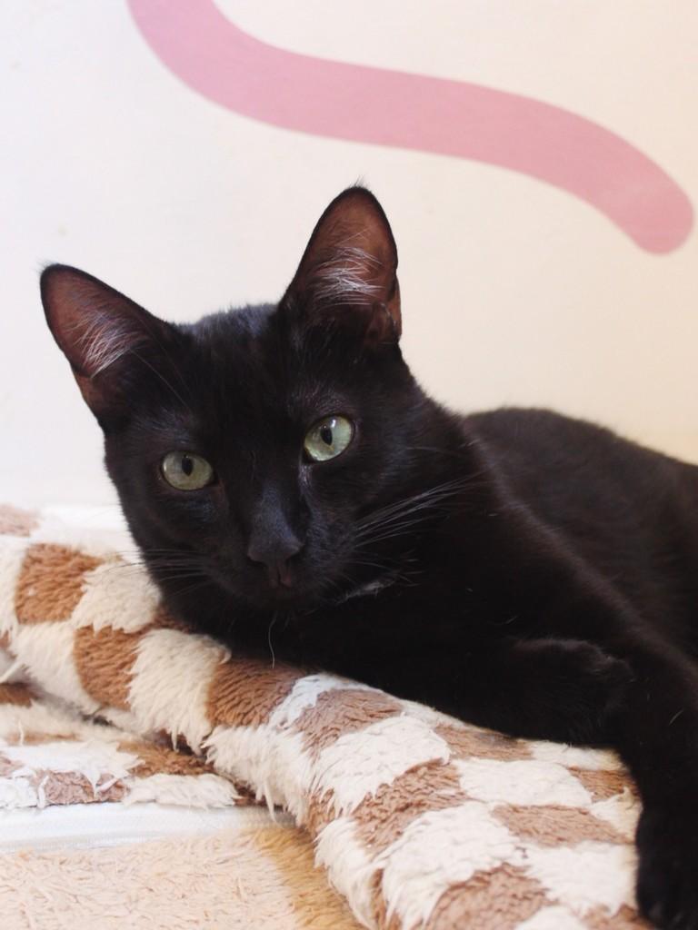 Jailton, gato para adoção em Rio de Janeiro - RJ