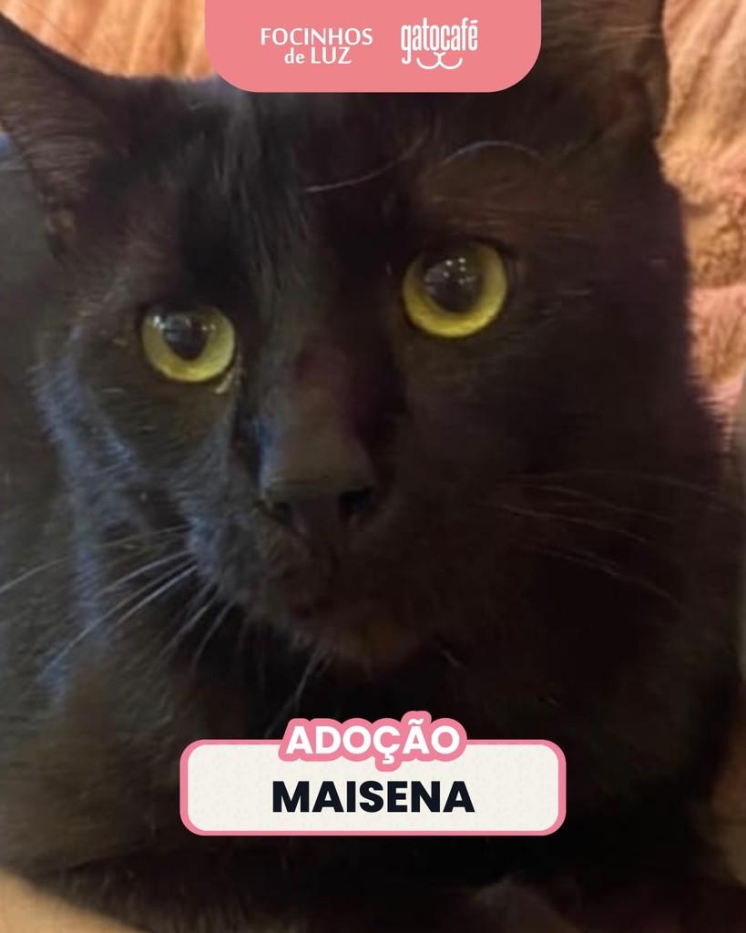 Maisena, gato para adoção em Rio de Janeiro - RJ