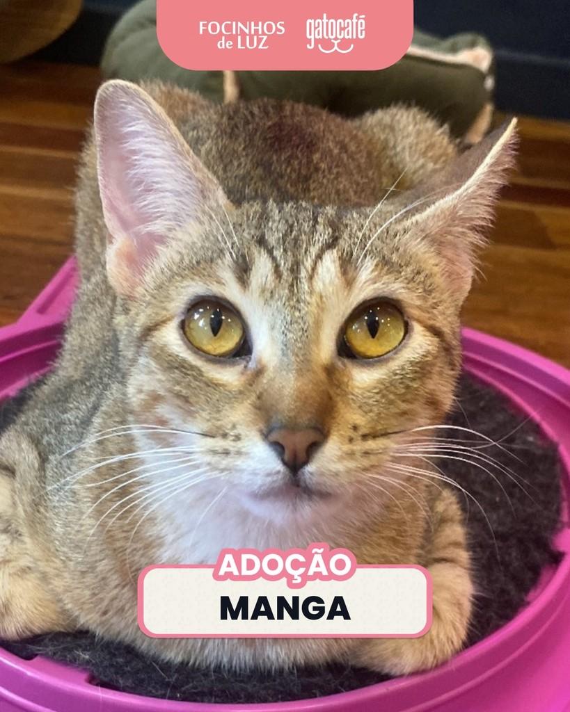 Manga, gata para adoção em Rio de Janeiro - RJ