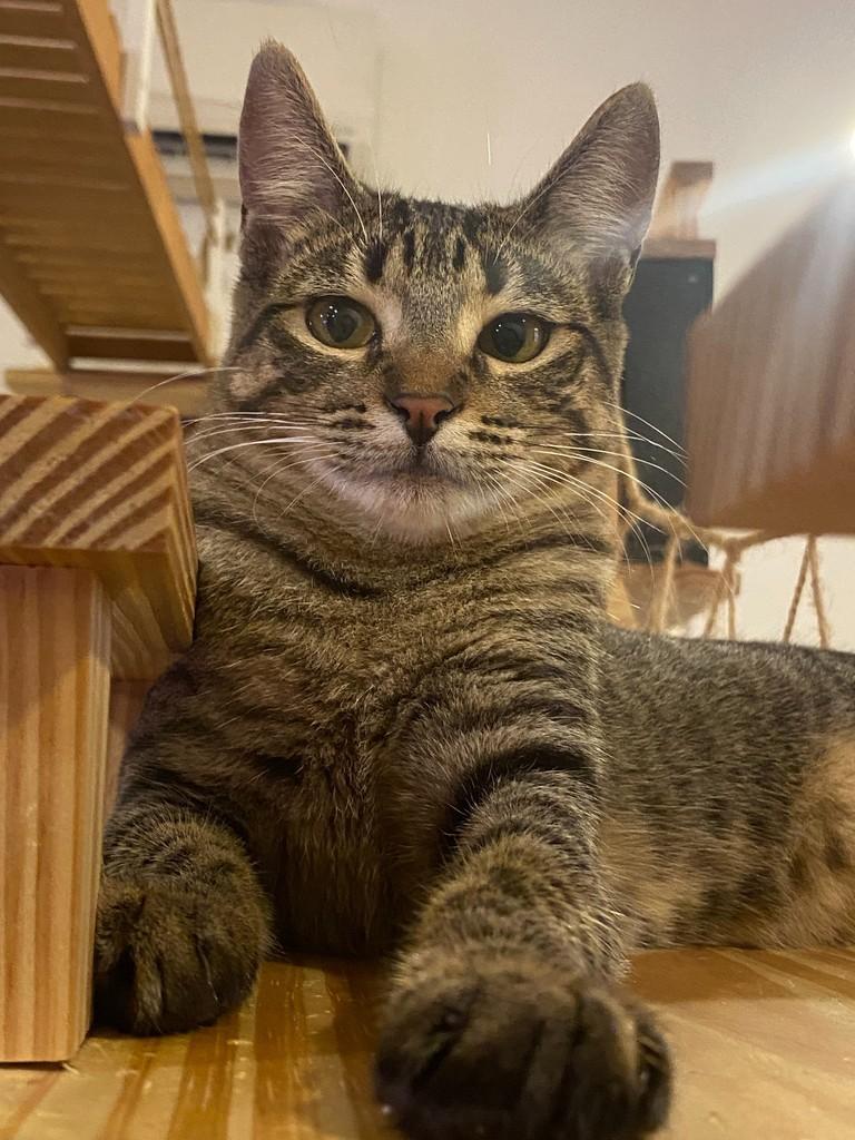 Janani, gata para adoção em Rio de Janeiro - RJ
