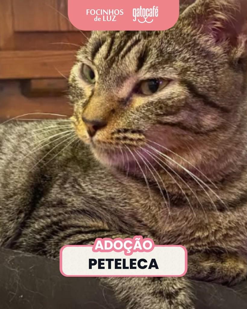 Peteleca, gata de porte médio para adoção em Rio de Janeiro - RJ