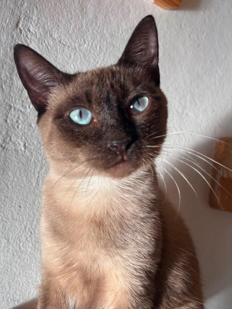 Hera, gata de porte pequeno para adoção em Rio de Janeiro - RJ