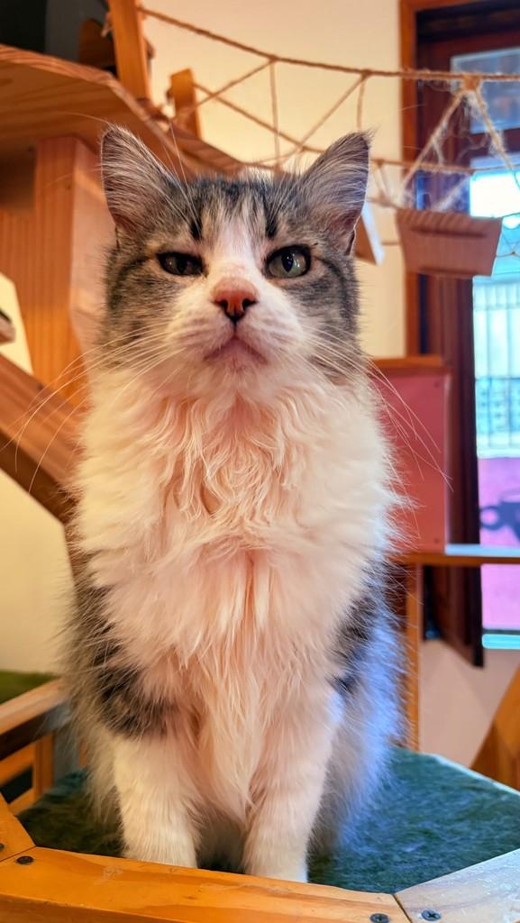 Ofelia, gata de porte médio para adoção em Rio de Janeiro - RJ