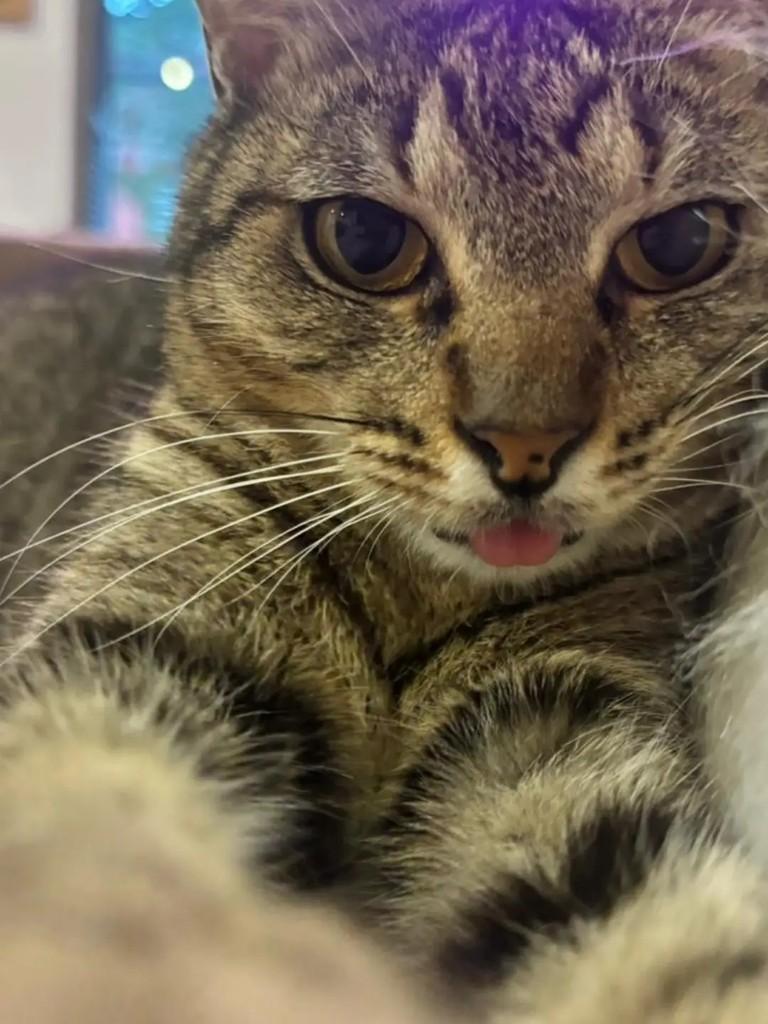 Quixoá, gata para adoção em Rio de Janeiro - RJ