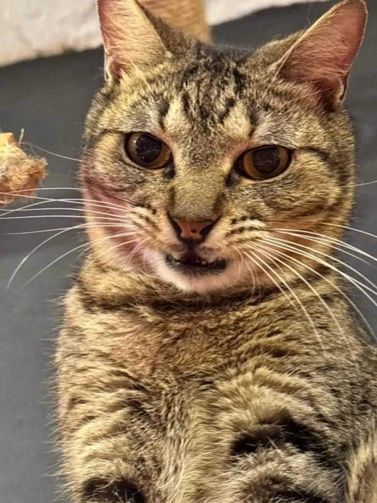 Quixoá, gata para adoção em Rio de Janeiro - RJ — foto 2 de 4