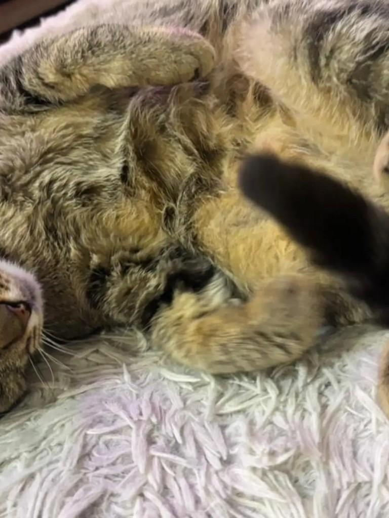 Quixoá, gata para adoção em Rio de Janeiro - RJ — foto 4 de 4