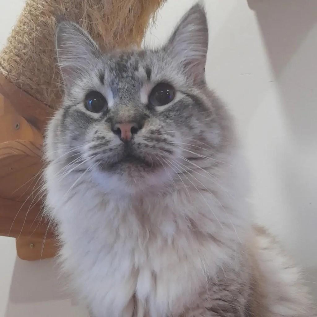 Calebe, gato de porte médio para adoção em Rio de Janeiro - RJ