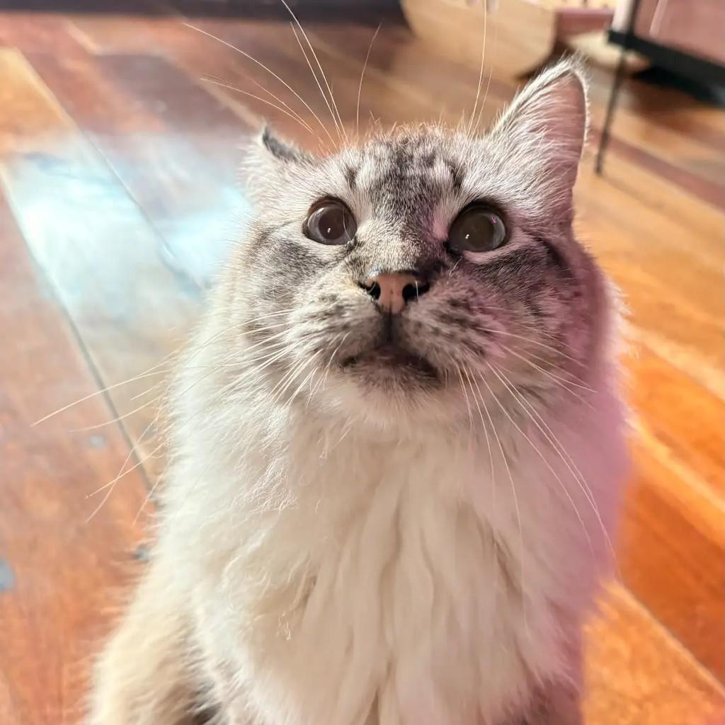 Calebe, gato de porte médio para adoção em Rio de Janeiro - RJ — foto 3 de 7