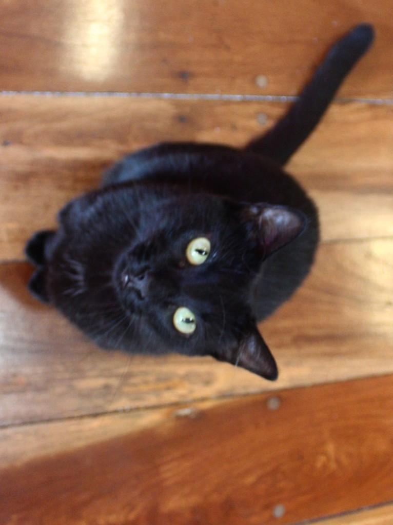 Julinha, gata de porte pequeno para adoção em Rio de Janeiro - RJ — foto 2 de 7