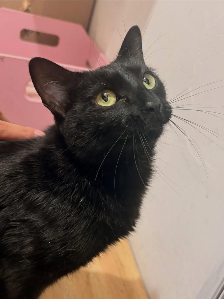 Julinha, gata de porte pequeno para adoção em Rio de Janeiro - RJ — foto 4 de 7