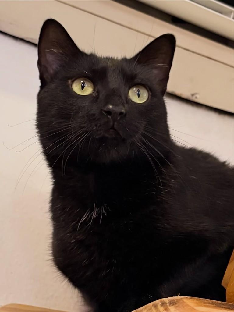 Julinha, gata de porte pequeno para adoção em Rio de Janeiro - RJ — foto 5 de 7