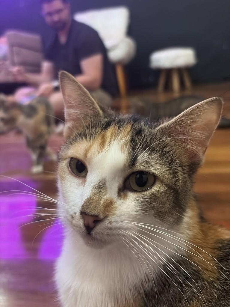 Ishuá, gata de porte pequeno para adoção em Rio de Janeiro - RJ — foto 5 de 6