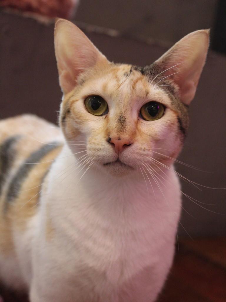 Pepita, gata de porte pequeno para adoção em Rio de Janeiro - RJ