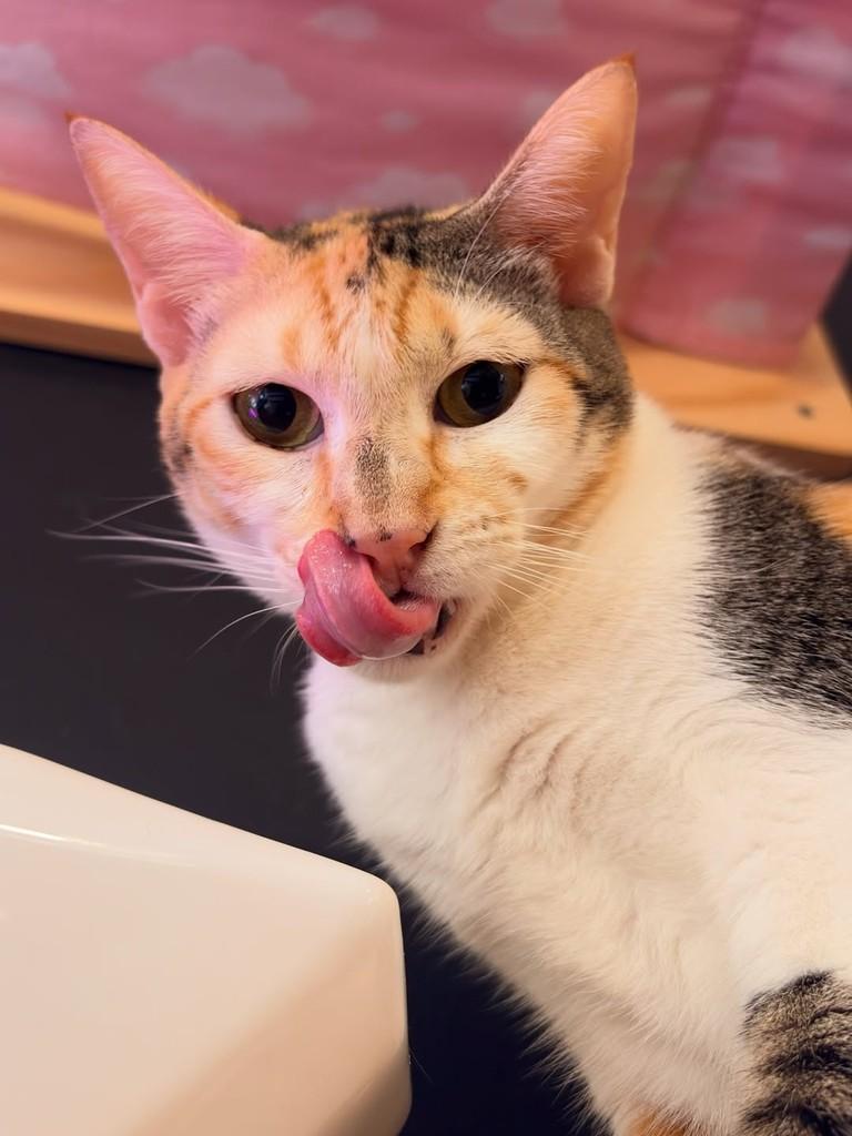 Pepita, gata de porte pequeno para adoção em Rio de Janeiro - RJ — foto 2 de 6