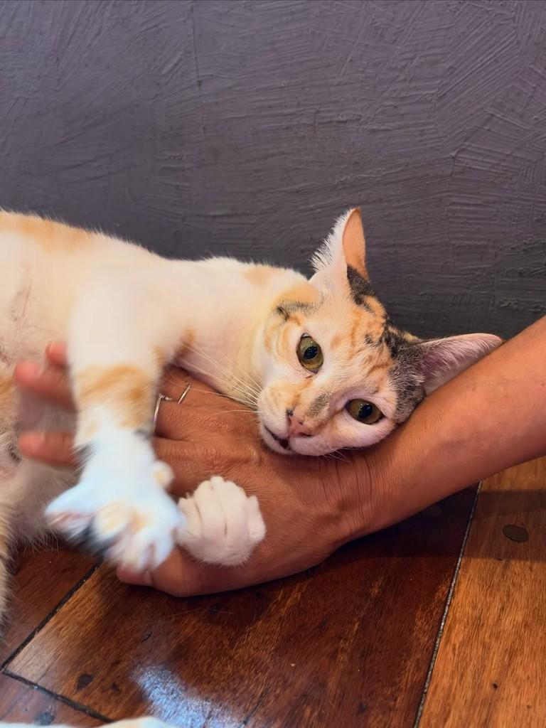 Pepita, gata de porte pequeno para adoção em Rio de Janeiro - RJ — foto 3 de 6