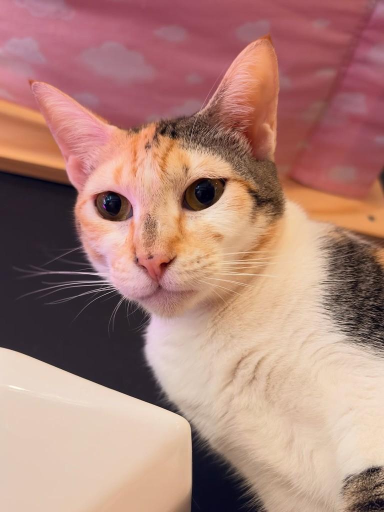 Pepita, gata de porte pequeno para adoção em Rio de Janeiro - RJ — foto 4 de 6