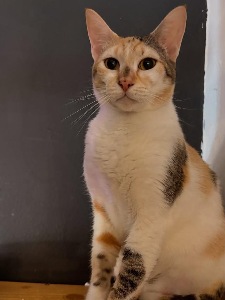 Pepita, gata de porte pequeno para adoção em Rio de Janeiro - RJ — foto 5 de 6
