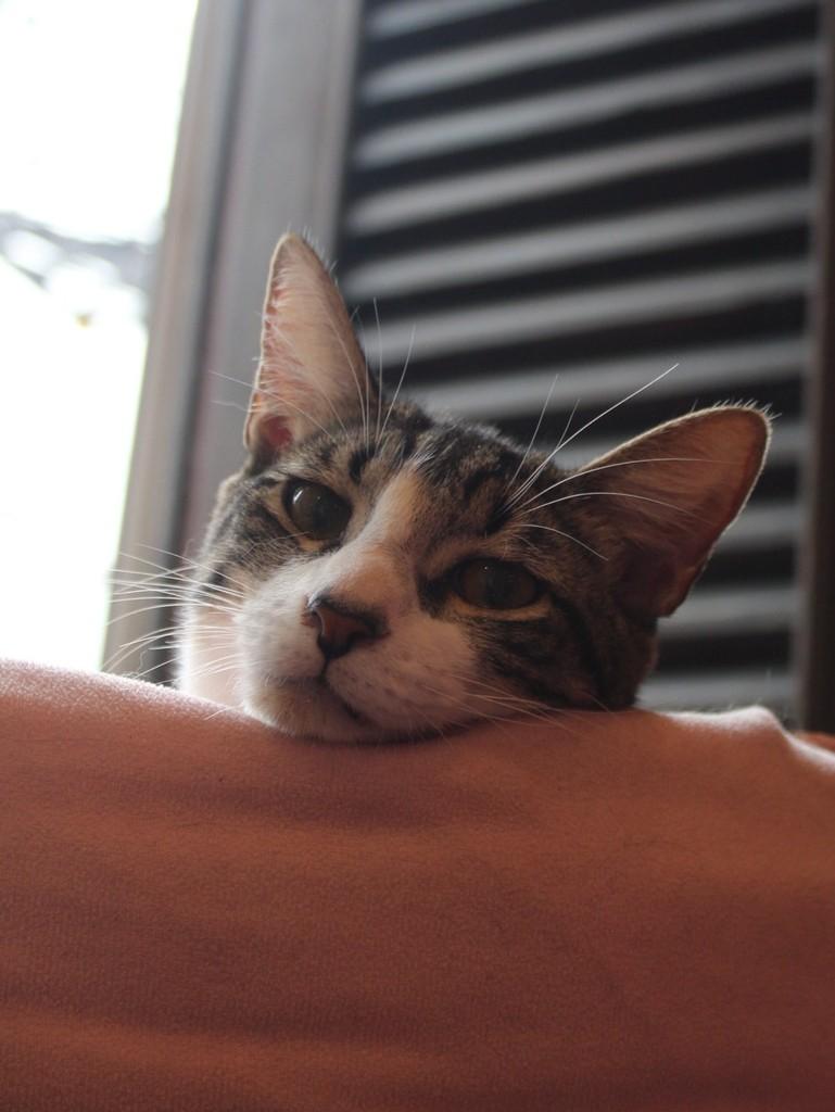 Frederico, gato de porte pequeno para adoção no Rio de Janeiro - RJ