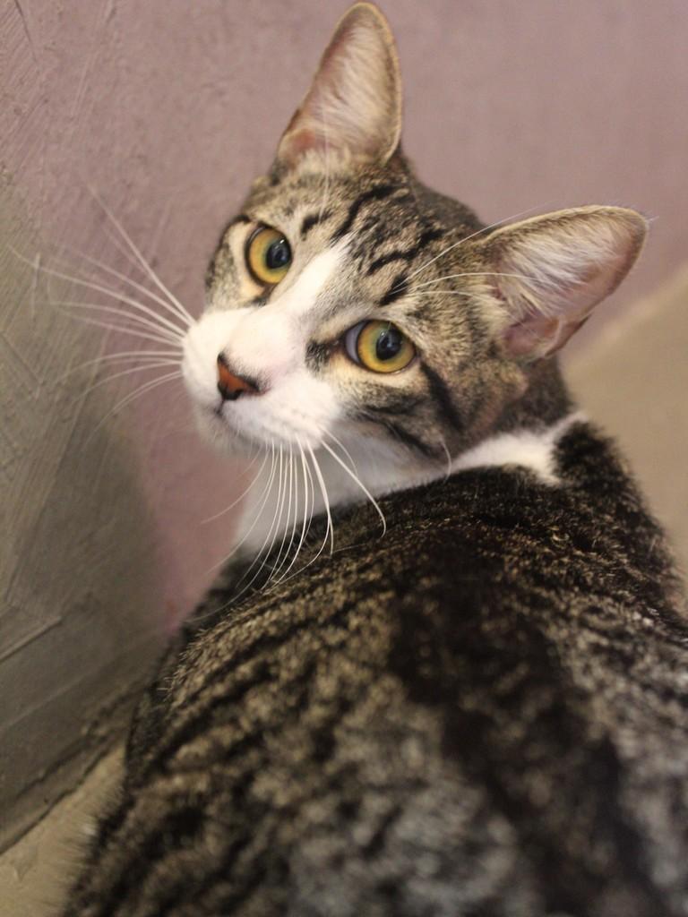 Frederico, gato de porte pequeno para adoção no Rio de Janeiro - RJ — foto 2 de 9