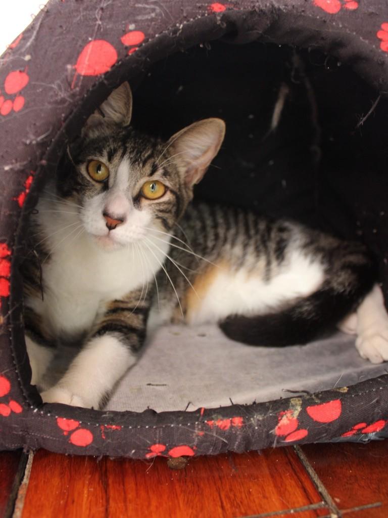 Frederico, gato de porte pequeno para adoção no Rio de Janeiro - RJ — foto 3 de 9