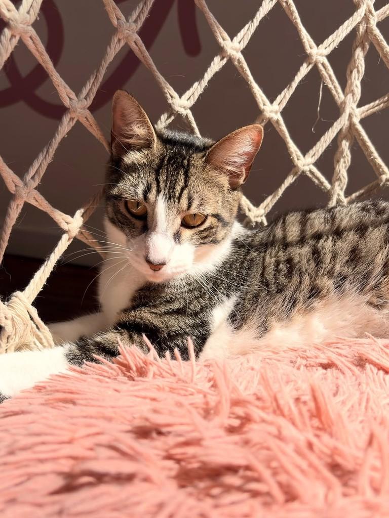 Frederico, gato de porte pequeno para adoção no Rio de Janeiro - RJ — foto 4 de 9