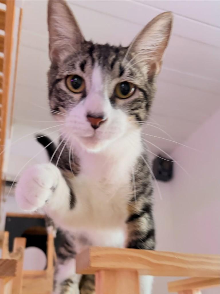 Frederico, gato de porte pequeno para adoção no Rio de Janeiro - RJ — foto 5 de 9