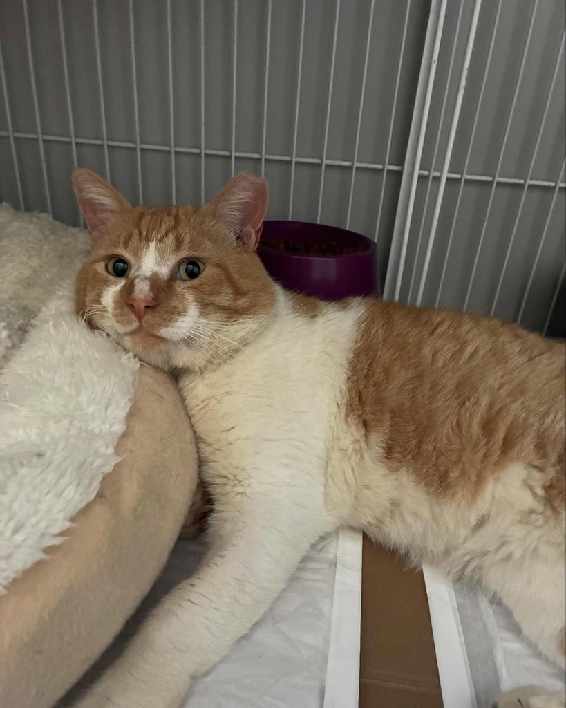 Bob, gato de porte médio para adoção em São Paulo - SP